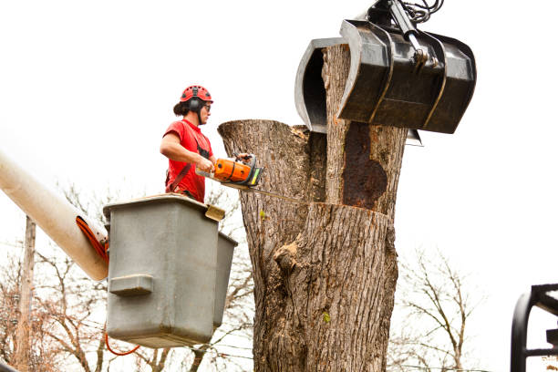 Best Palm Tree Trimming  in Elmore, OH